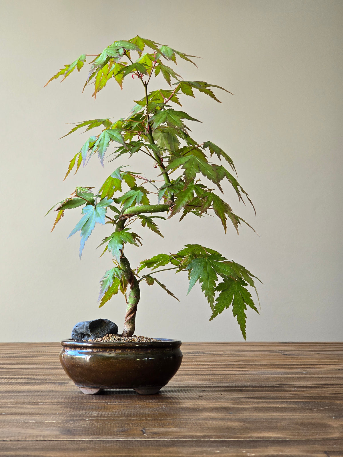 Japanese Maple Bonsai