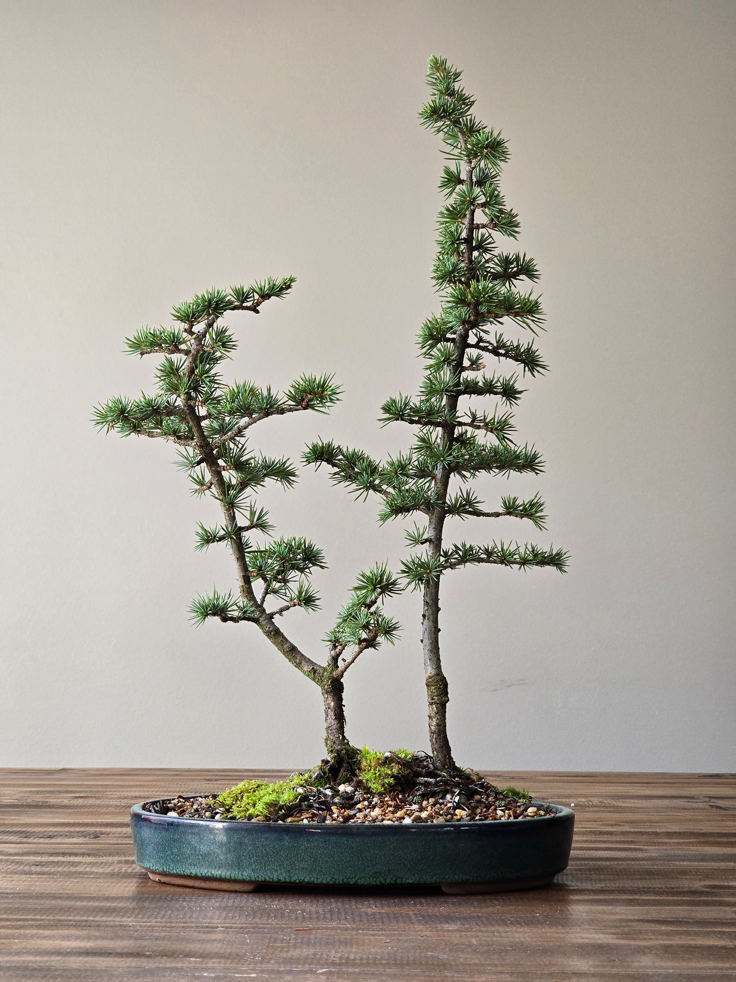 Cedar Bonsai, Cedrus Atlantica
