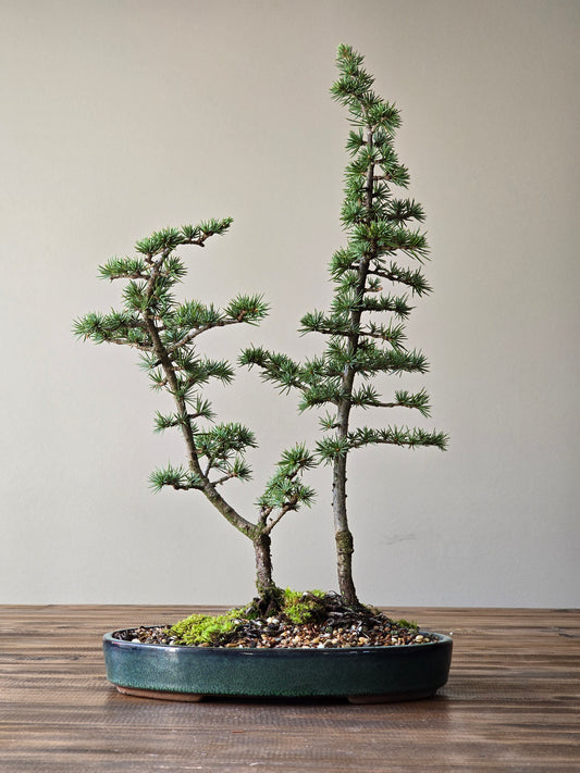Cedar Bonsai, Cedrus Atlantica