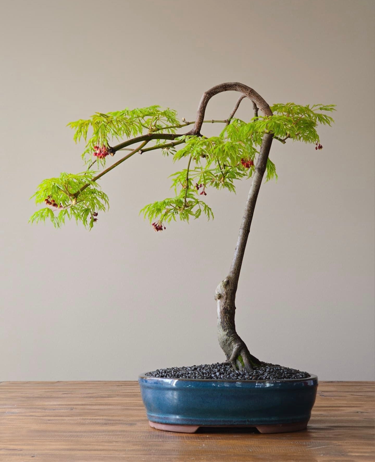 Large Acer Japonicum ‘Fairy Lights (PICKUP ONLY)