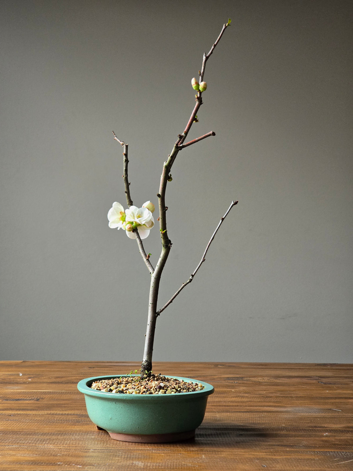 Quince Bonsai