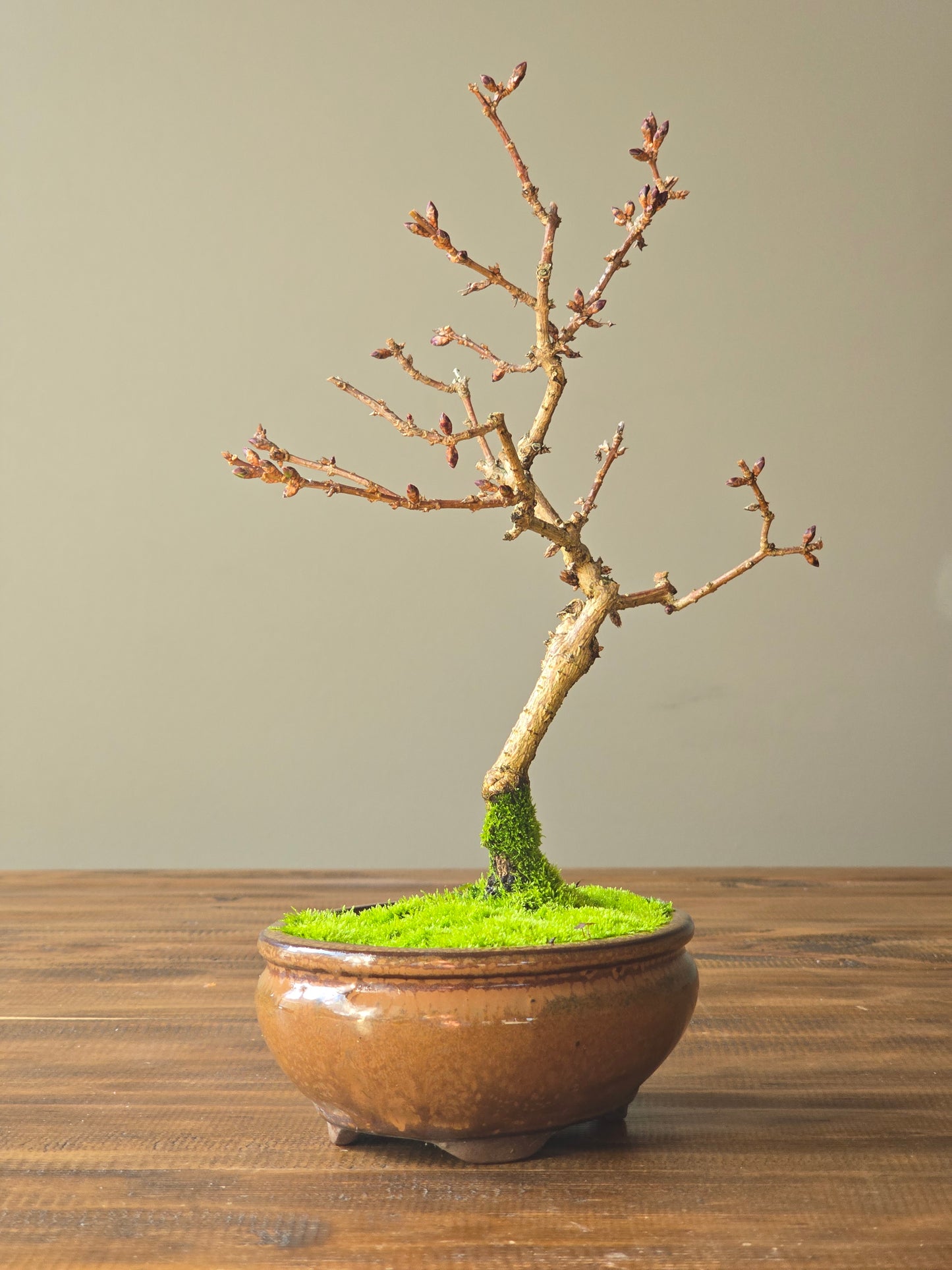 Forsythia Bonsai