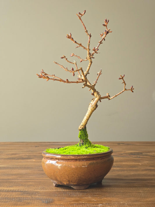 Forsythia Bonsai