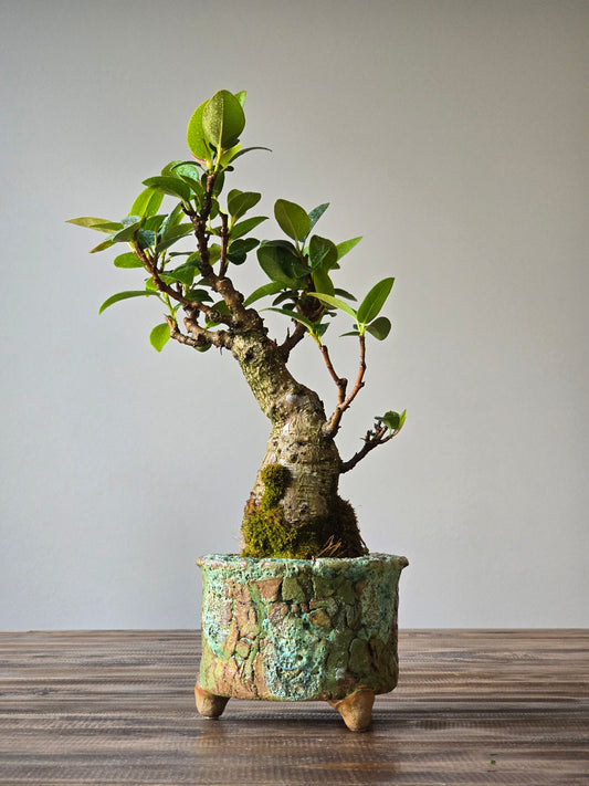 Ficus Rubiginosa (Port Jackson Fig)  Bonsai