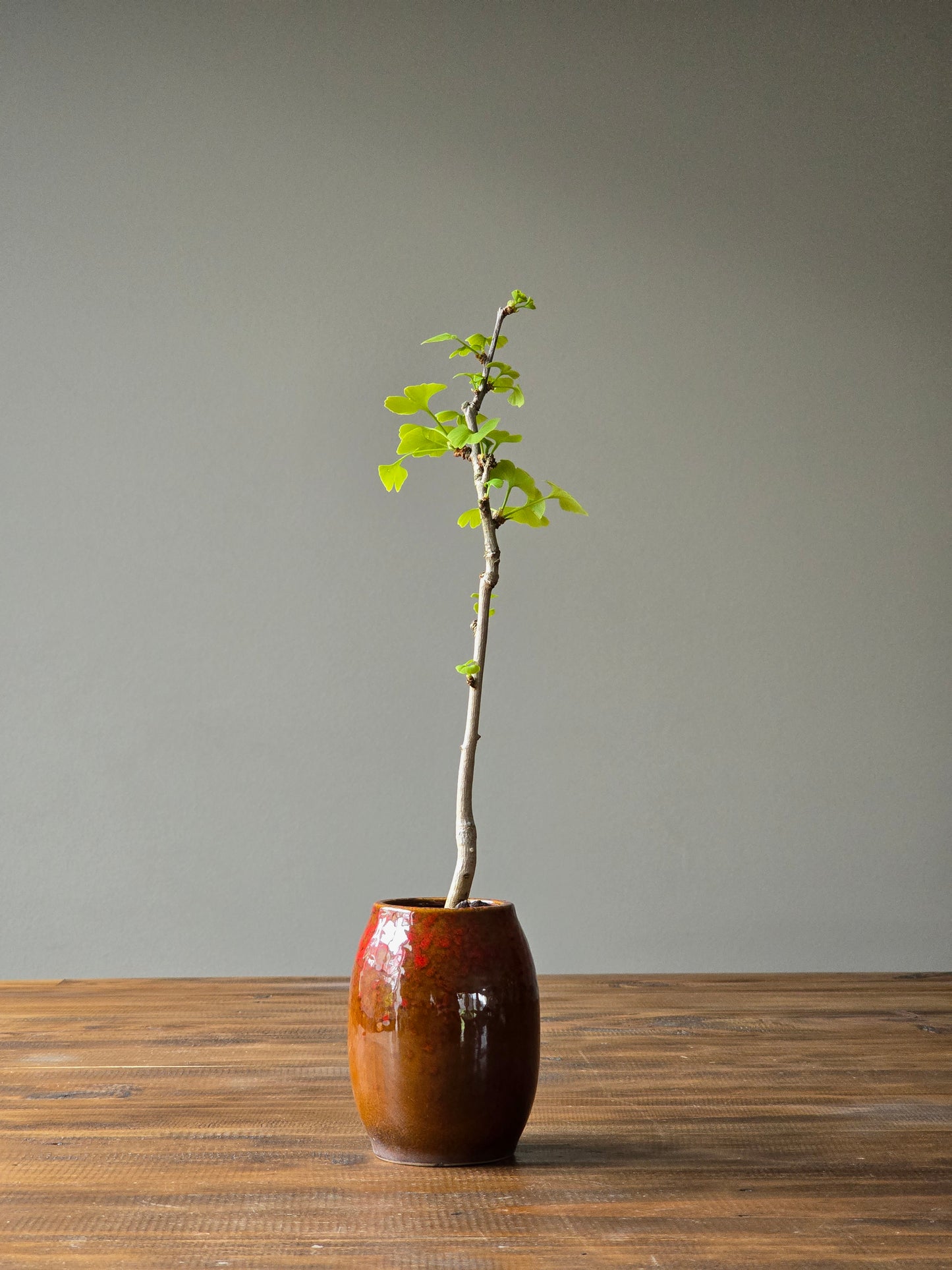 Gingko Biloba Bonsai Starter