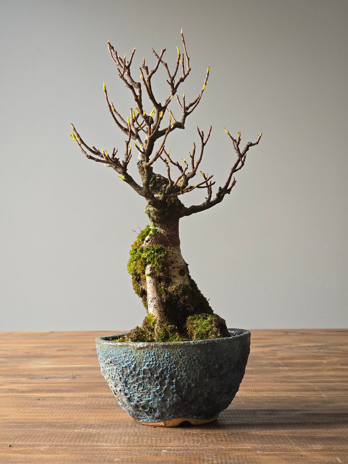 Advanced Ficus Rubiginosa (Port Jackson Fig) Bonsai in handmade pot