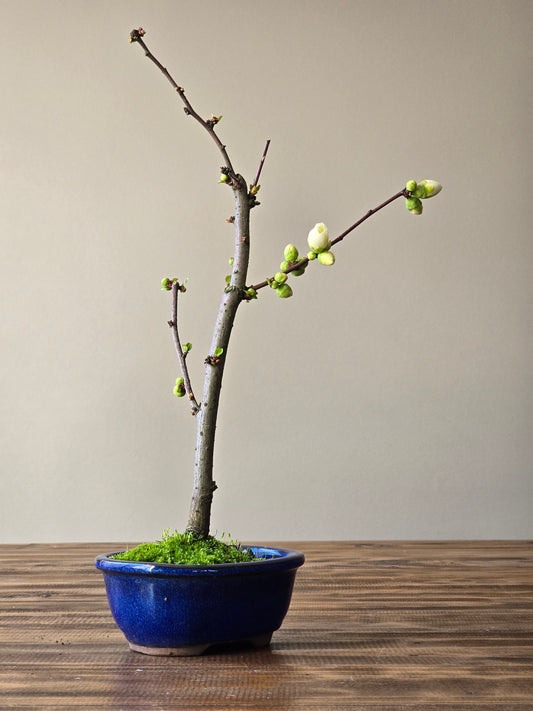 Quince Bonsai #03