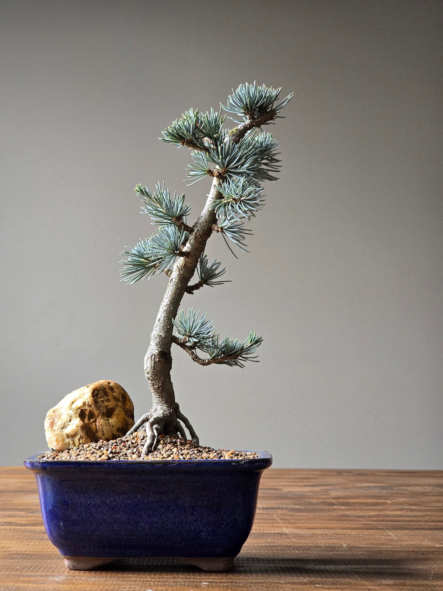 Atlantic Blue Cedar Bonsai