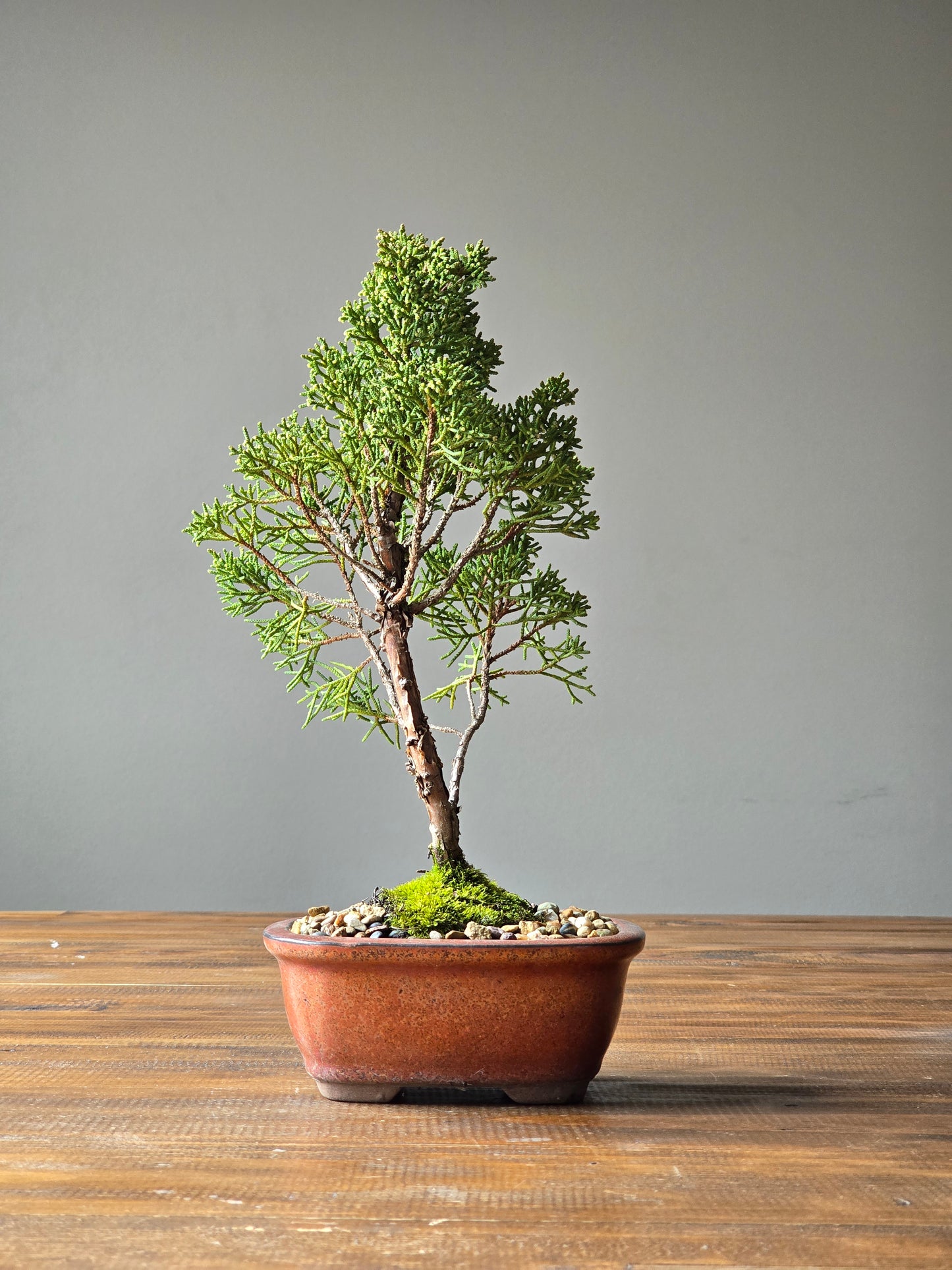 Shimpaku Juniper Bonsai