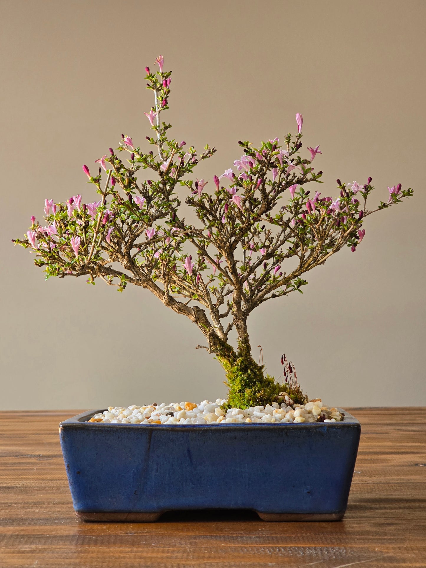 Serissa Bonsai