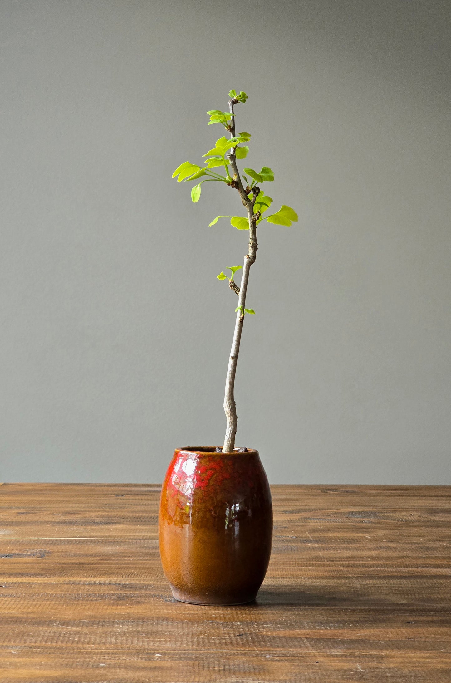 Gingko Biloba Bonsai Starter