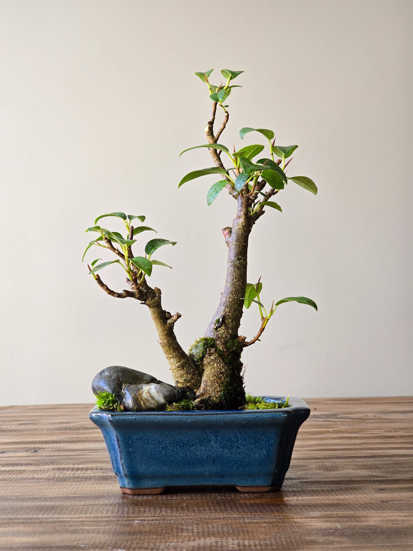 Ficus Rubiginosa (Port Jackson Fig)  Bonsai