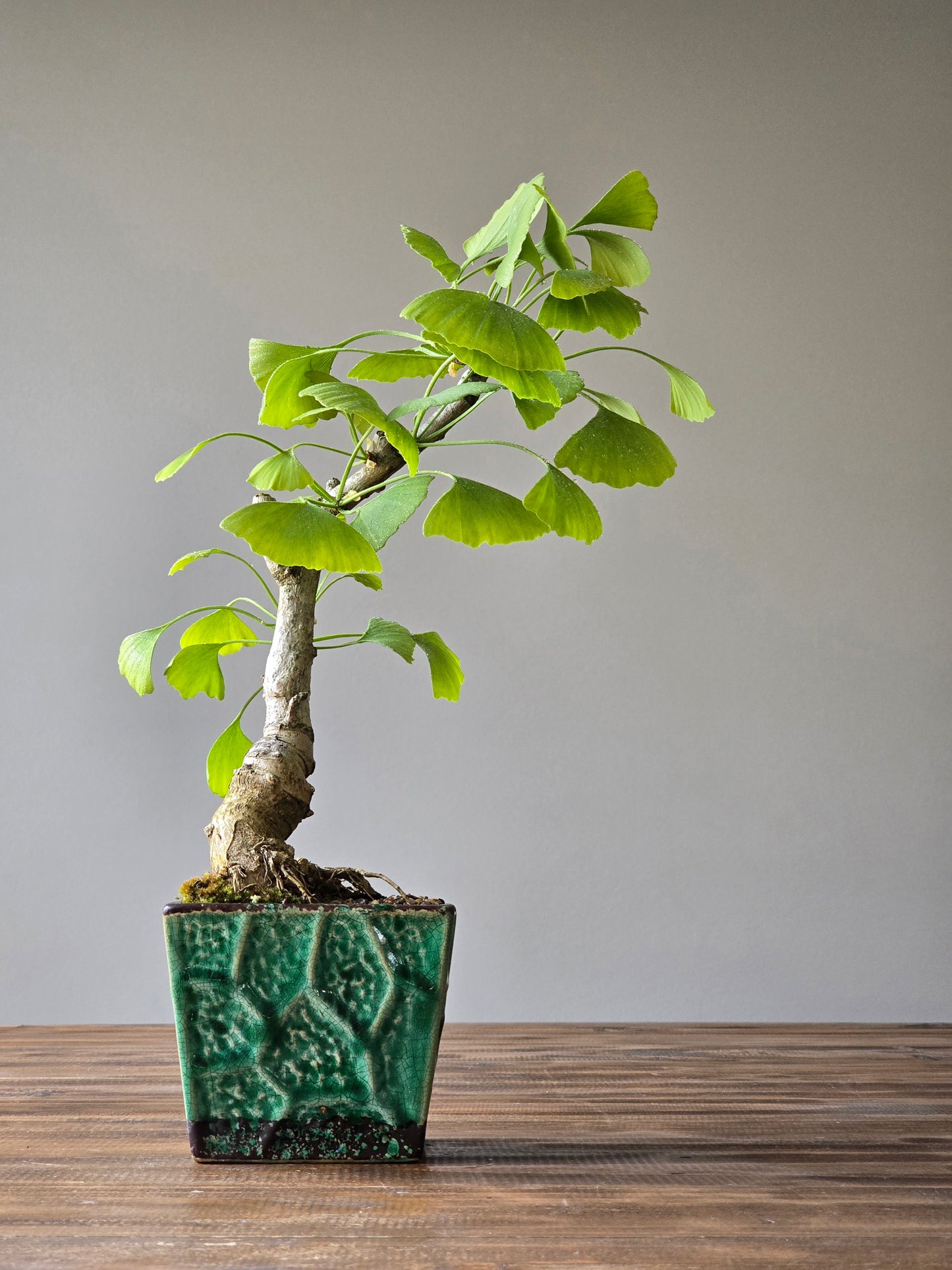 Gingko Biloba Autumn Gold