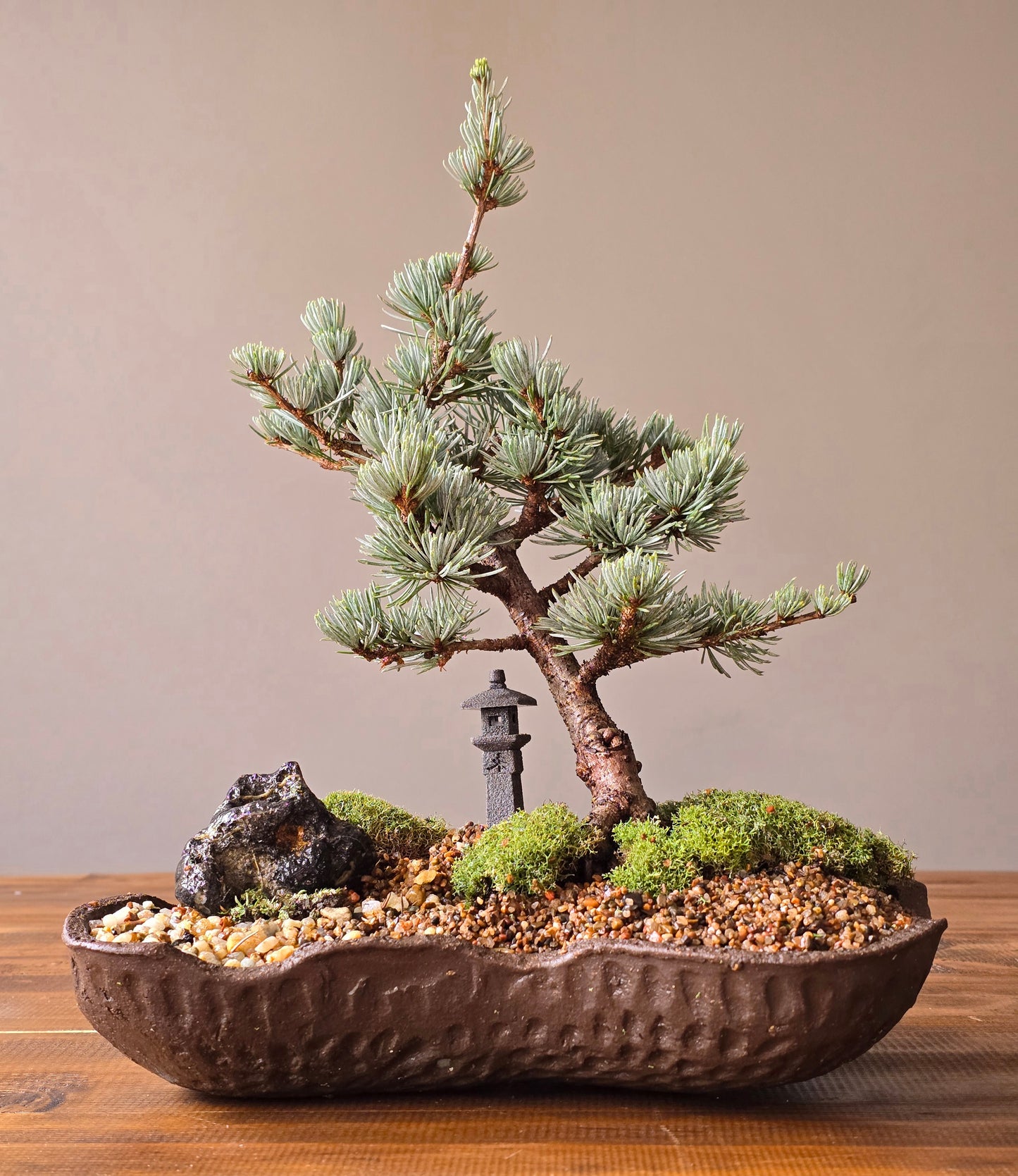 Atlantic Blue Cedar Bonsai