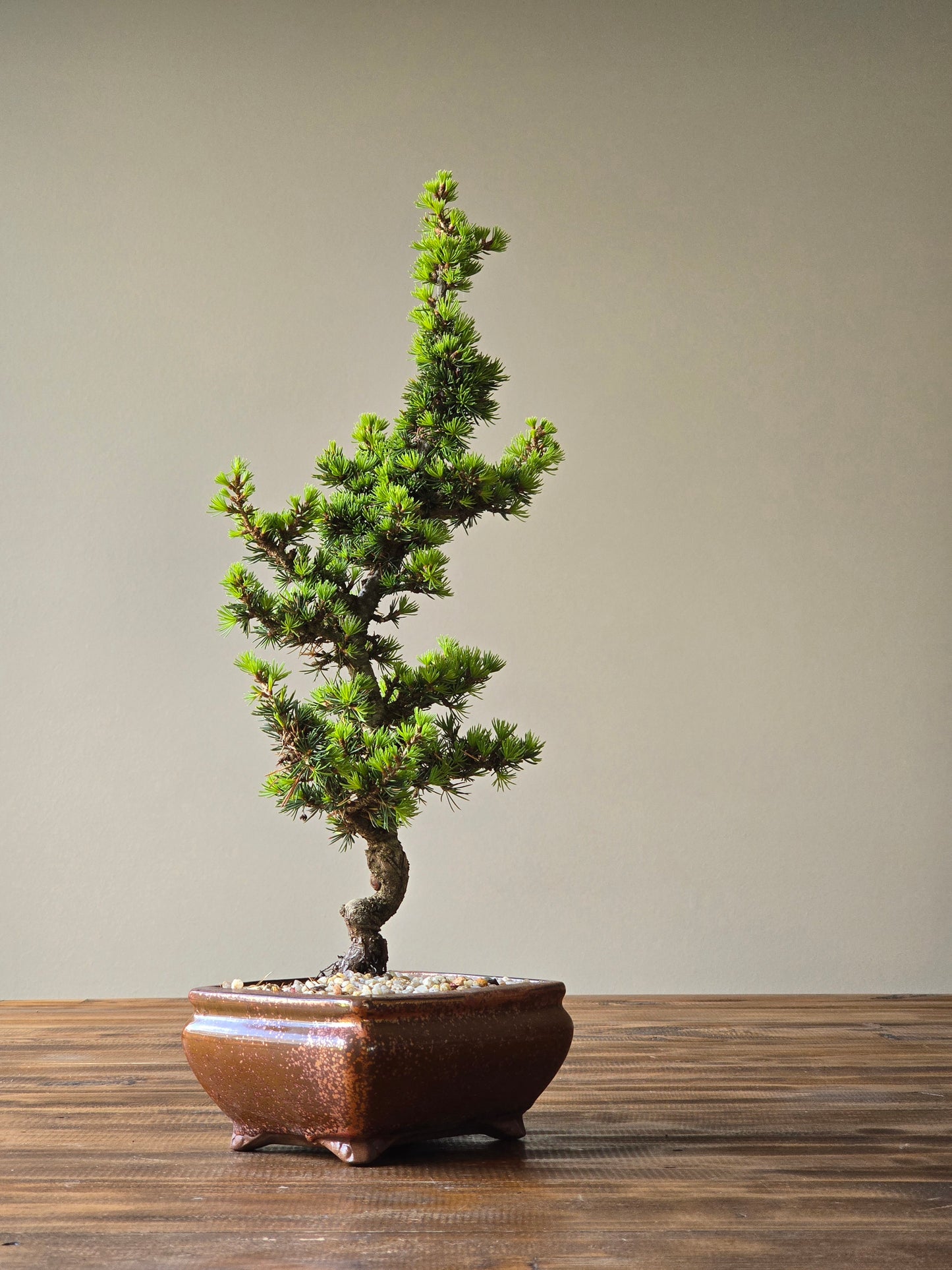 Cedrus Libani (Kenwith) Bonsai