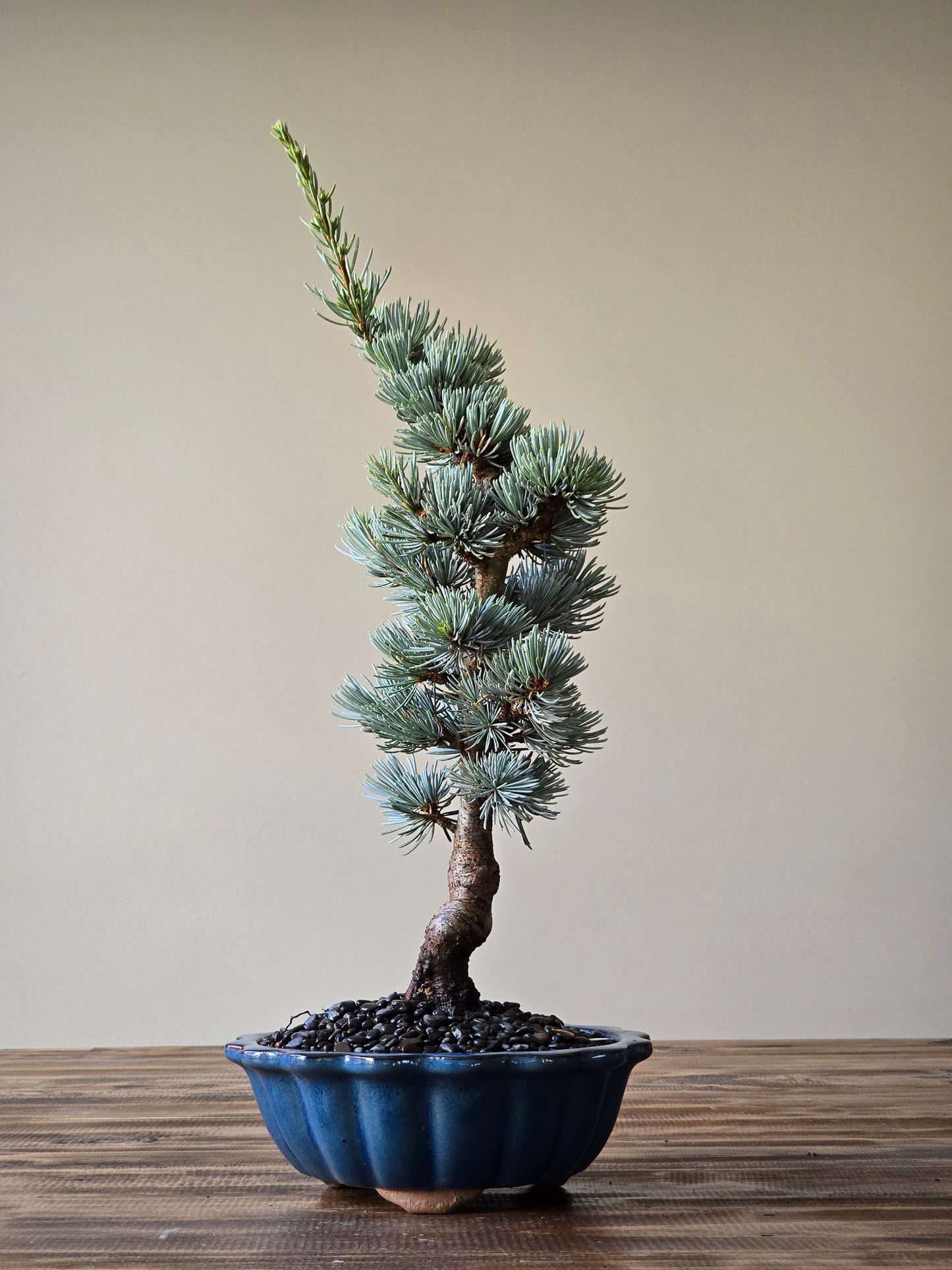 Atlantic Blue Cedar Bonsai #02