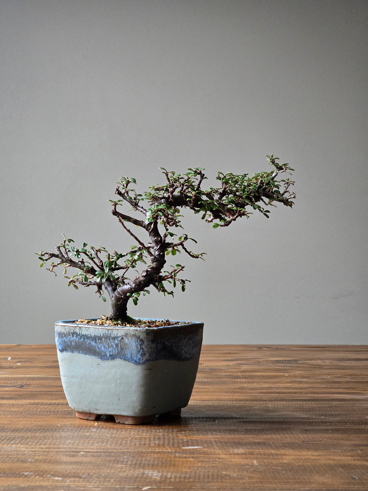 Cotoneaster Bonsai with handmade pot