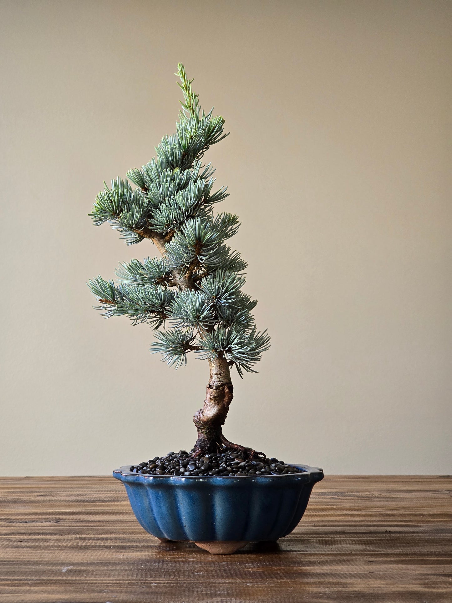 Atlantic Blue Cedar Bonsai #02