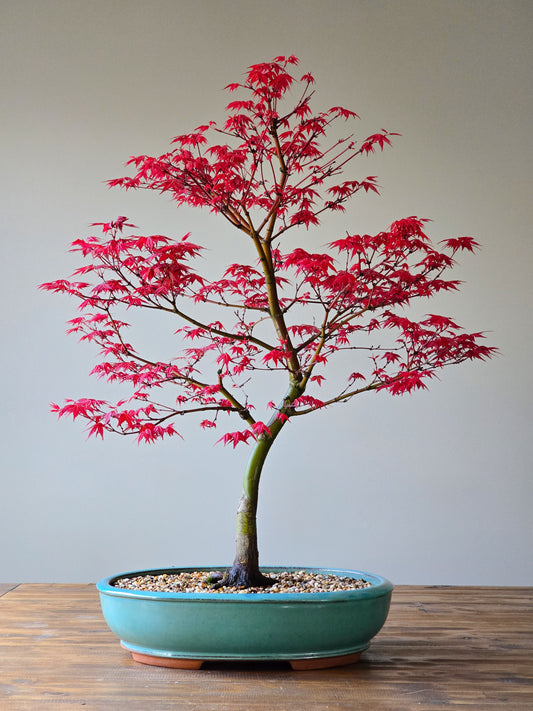 Large Shindeshojo (PICKUP ONLY, Layby Available)