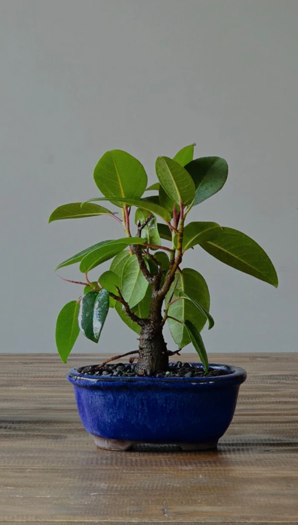 Ficus Rubiginosa (Port Jackson Fig)  Bonsai