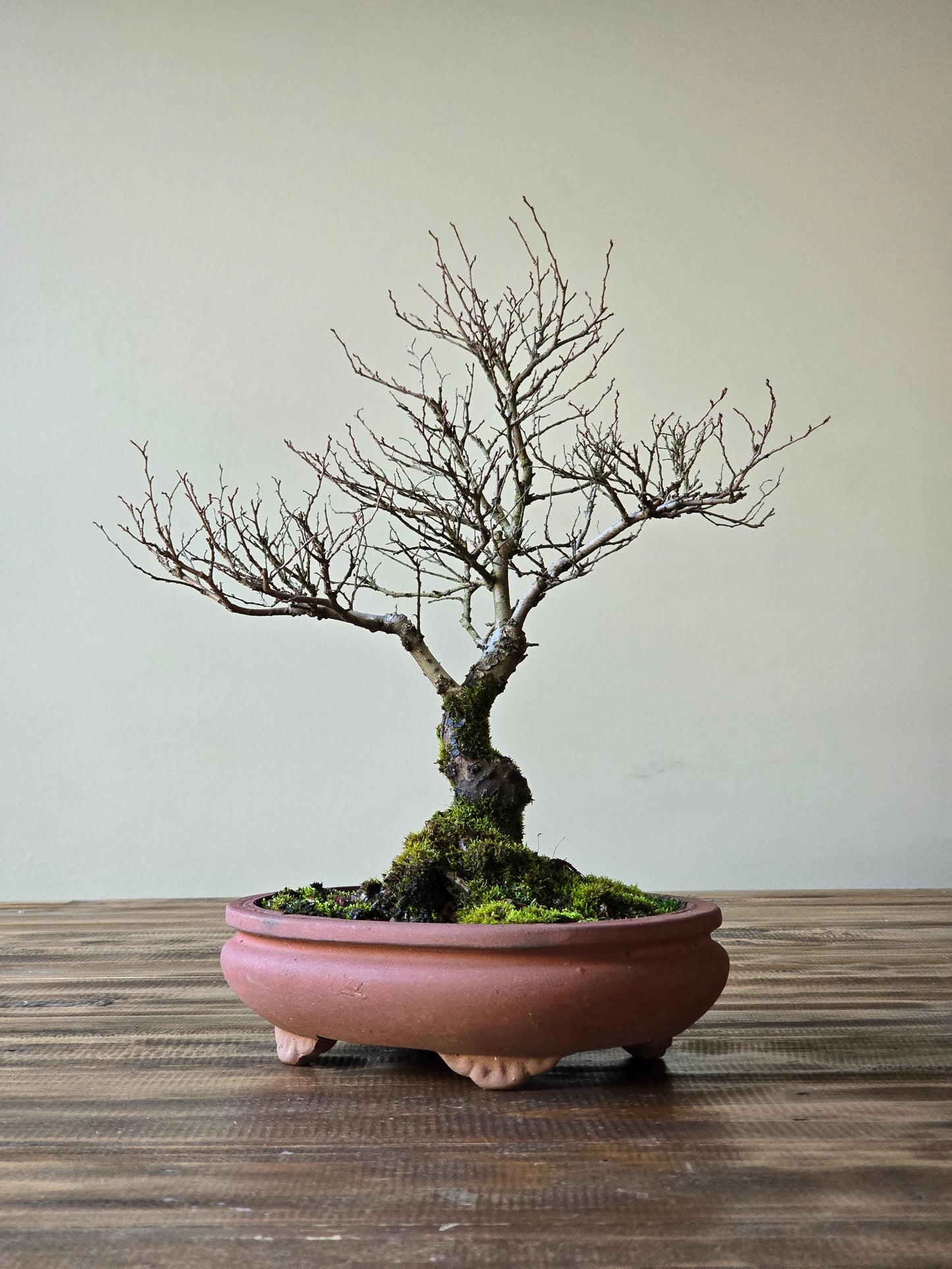 Chinese Elm Bonsai