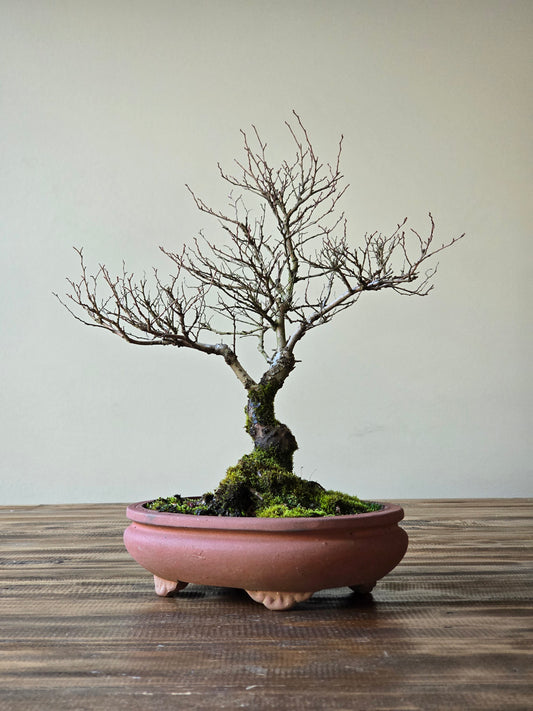 Chinese Elm Bonsai