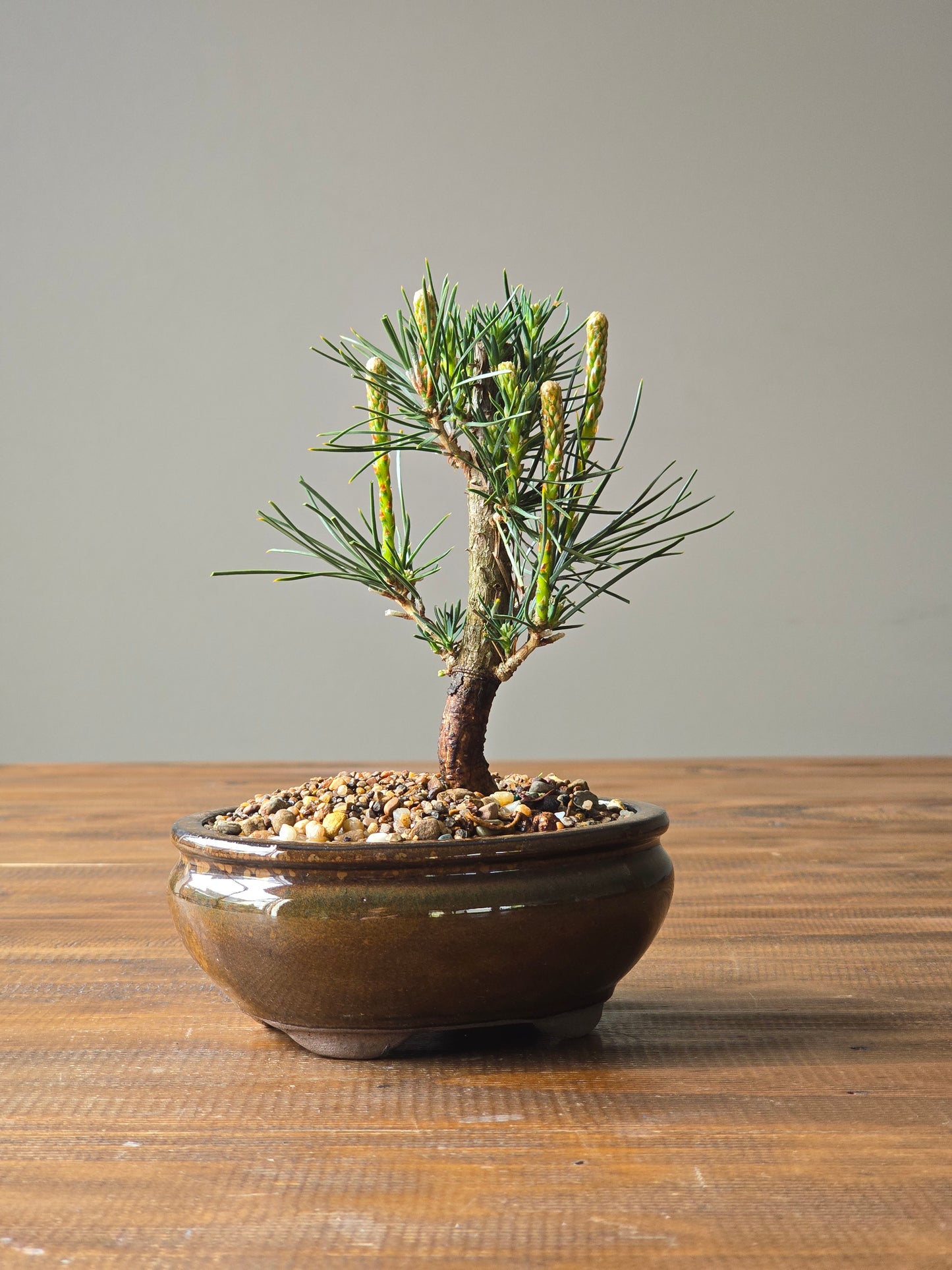 Japanese Black Pine Bonsai Starter