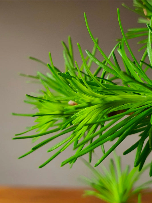 Japanese Larch Bonsai