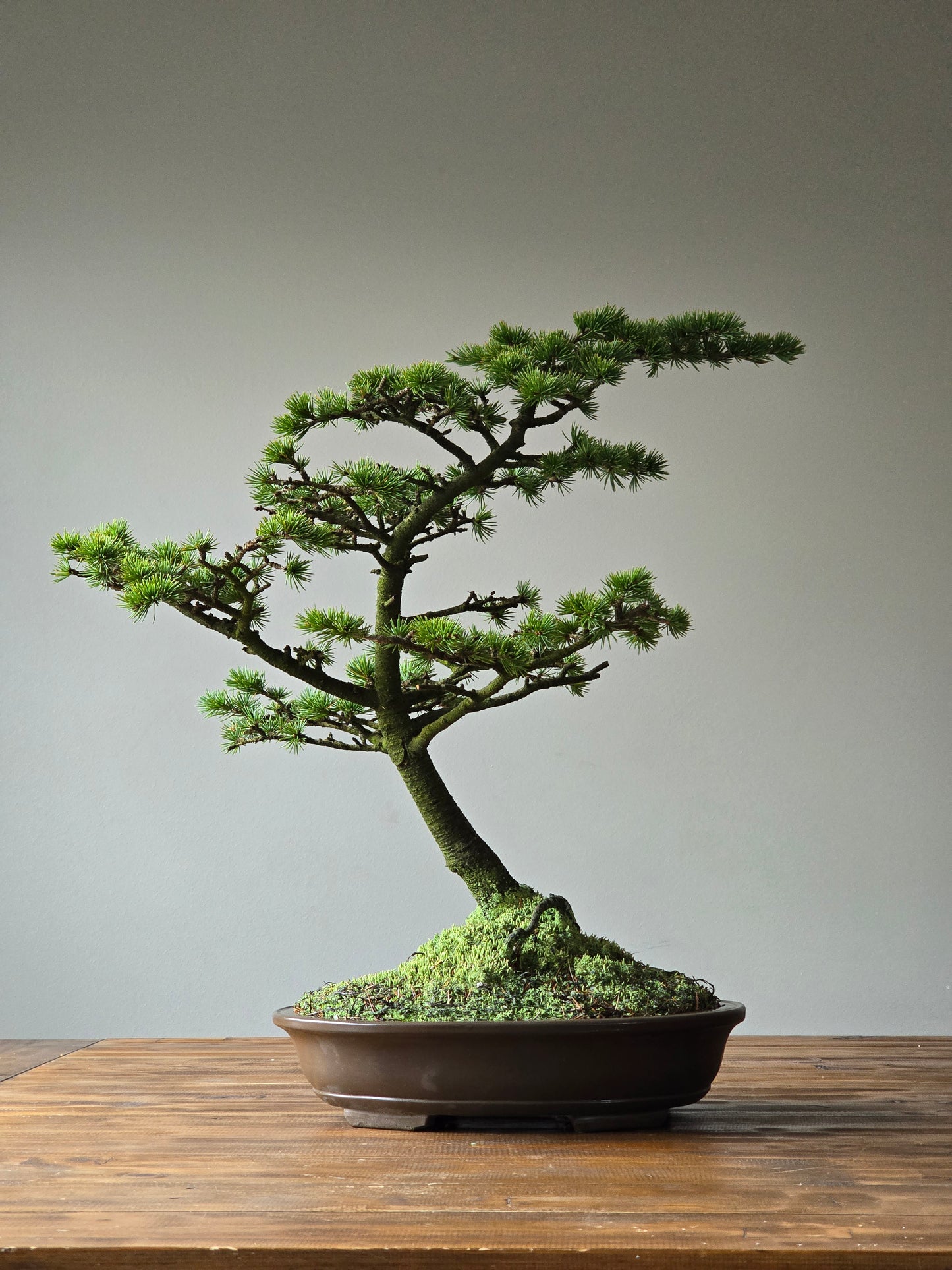 Large Cedar Bonsai, Cedrus Atlantica