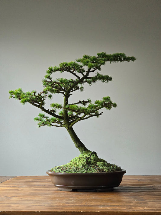 Large Cedar Bonsai, Cedrus Atlantica