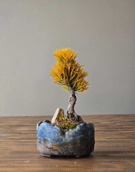 Mame Pinus Mugo - Winter Gold, handmade pot
