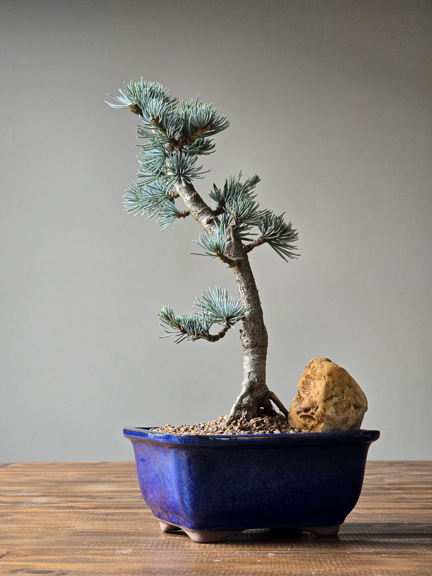 Atlantic Blue Cedar Bonsai