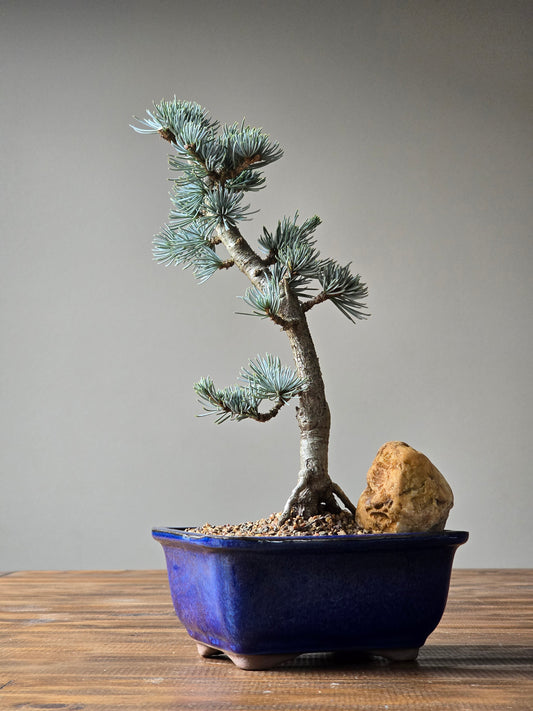 Atlantic Blue Cedar Bonsai