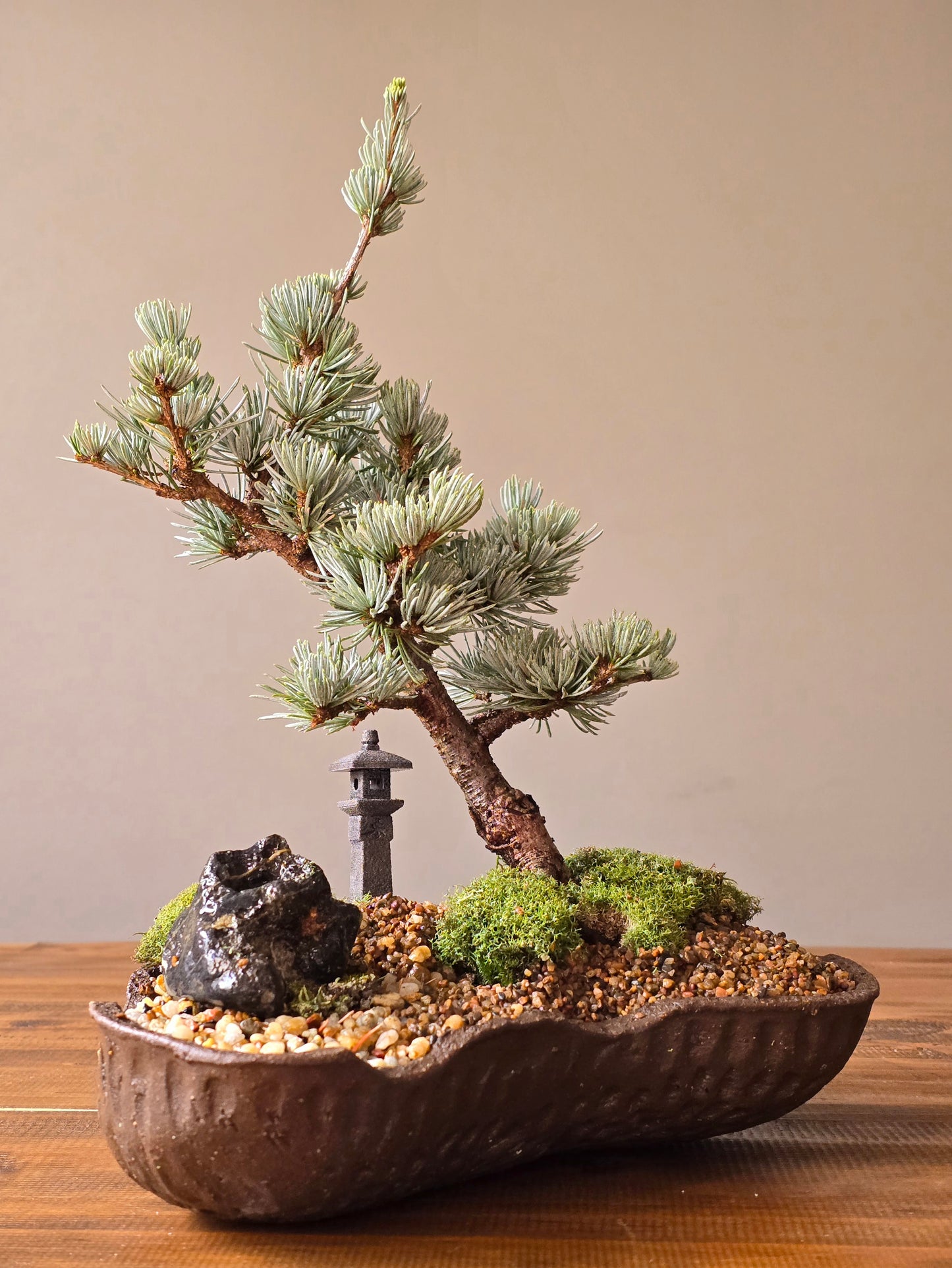 Atlantic Blue Cedar Bonsai