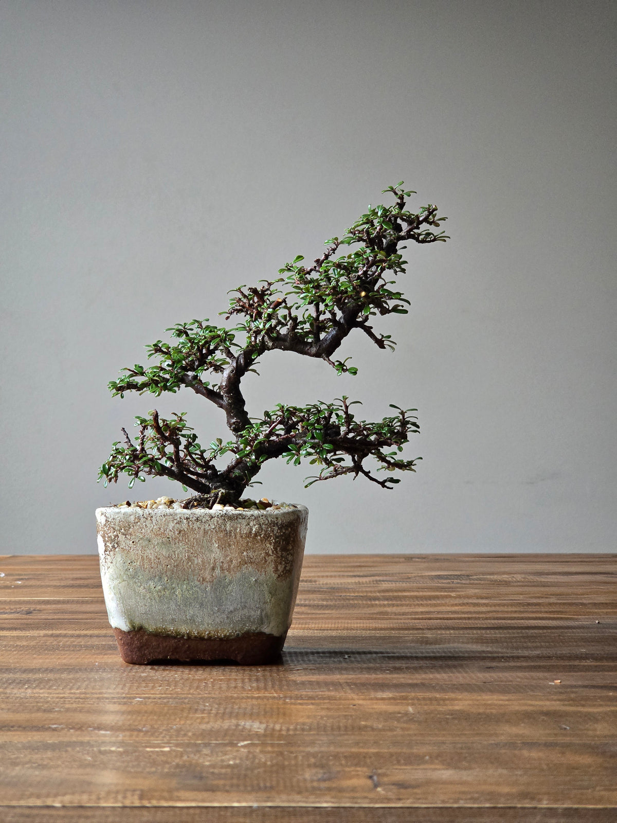 Cotoneaster Bonsai with handmade pot