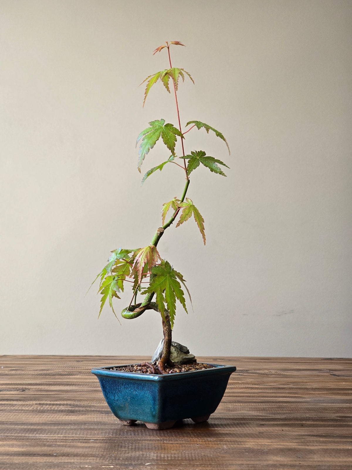 Japanese Maple Bonsai Starter