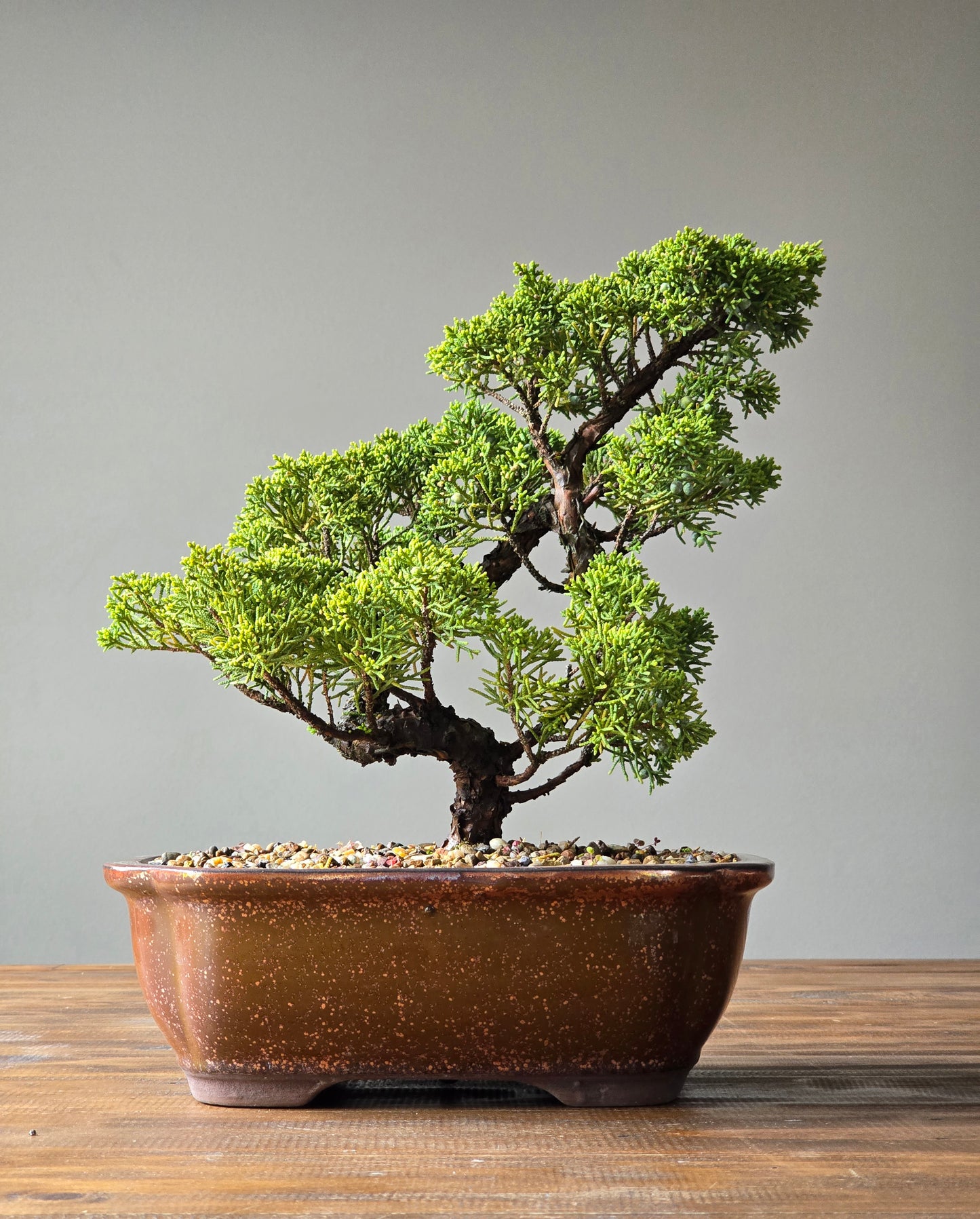 Advanced Shimpaku Juniper Bonsai