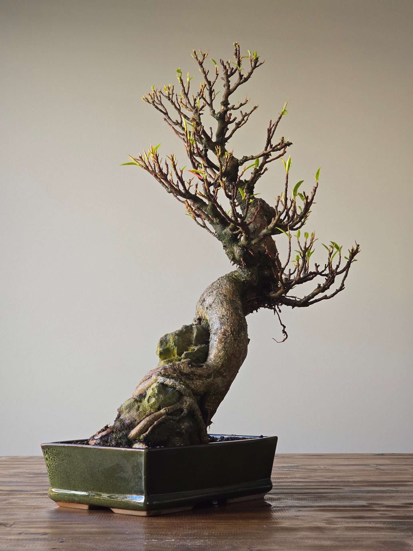 Root-Over-Rock Advanced Ficus Rubiginosa (Port Jackson Fig) Lay-by Available