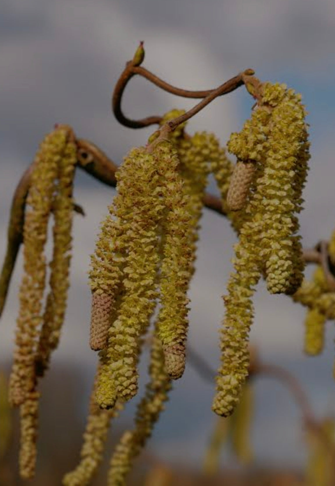 Corkscrew Hazels Bonsai