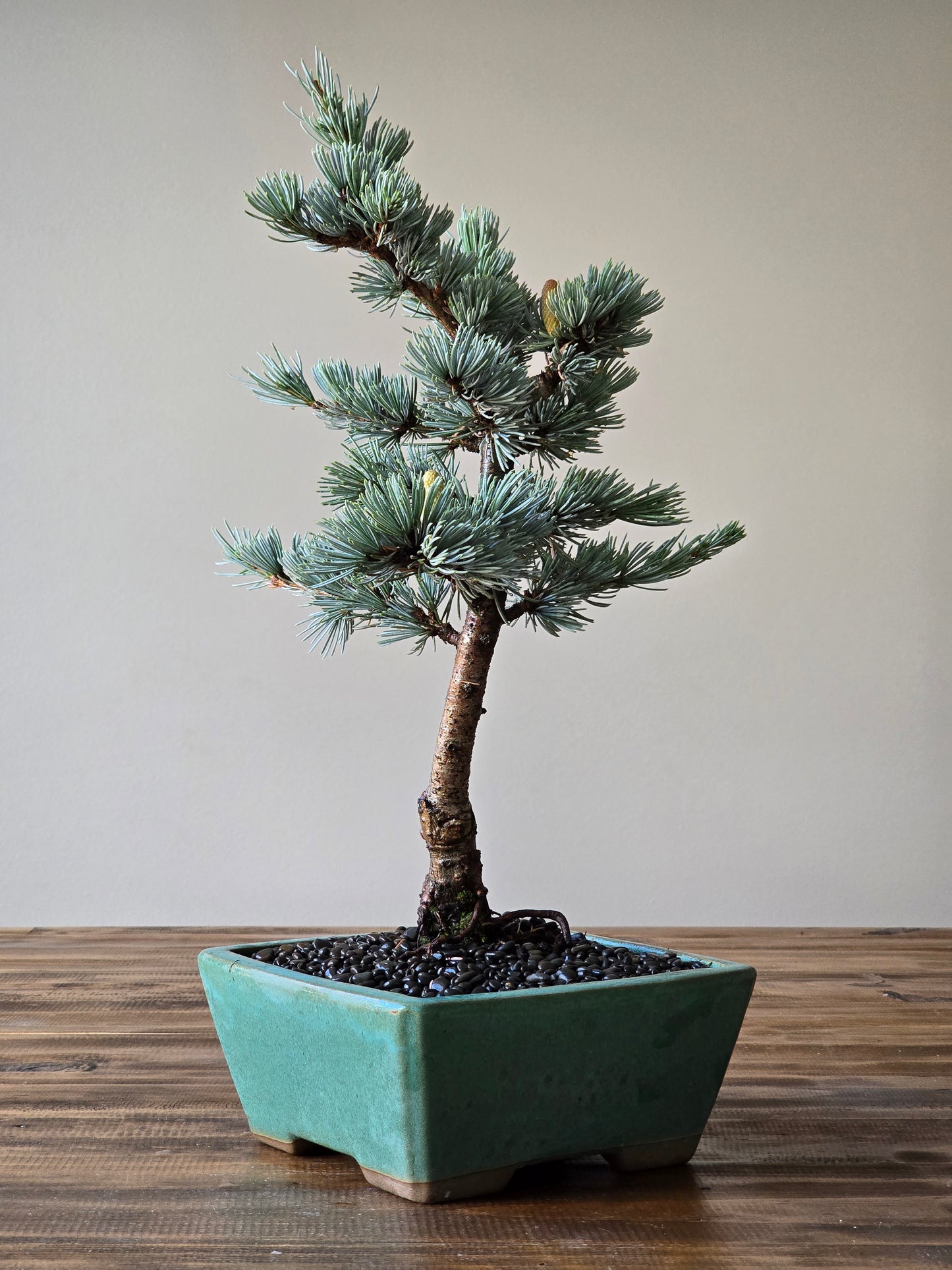 Large Atlantic Blue Cedar Bonsai