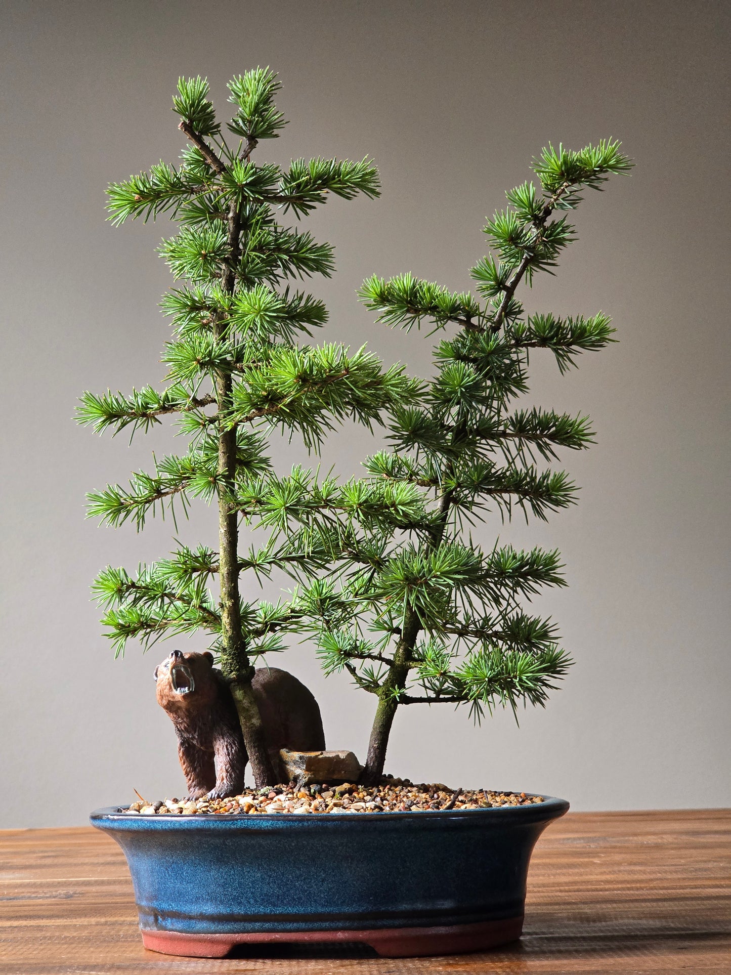 Cedar Bonsai with Bear figurine, Atlas Cedar