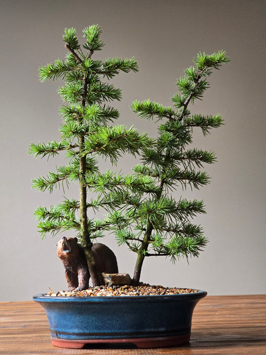 Cedar Bonsai with Bear figurine, Atlas Cedar