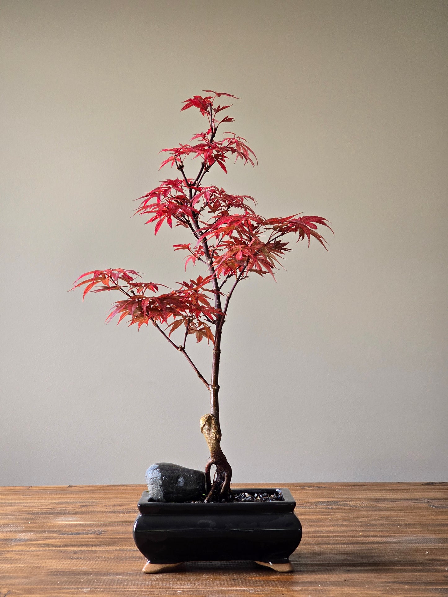 Skeeter's Broom Japanese Maple Bonsai