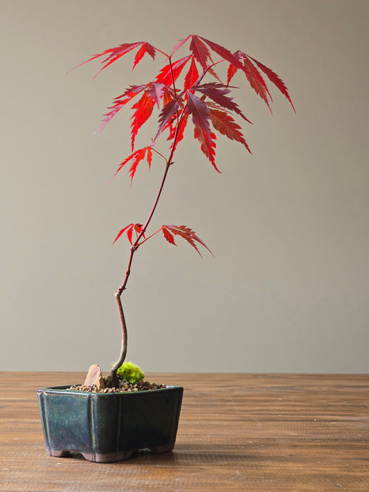 Japanese Maple Bonsai Starter