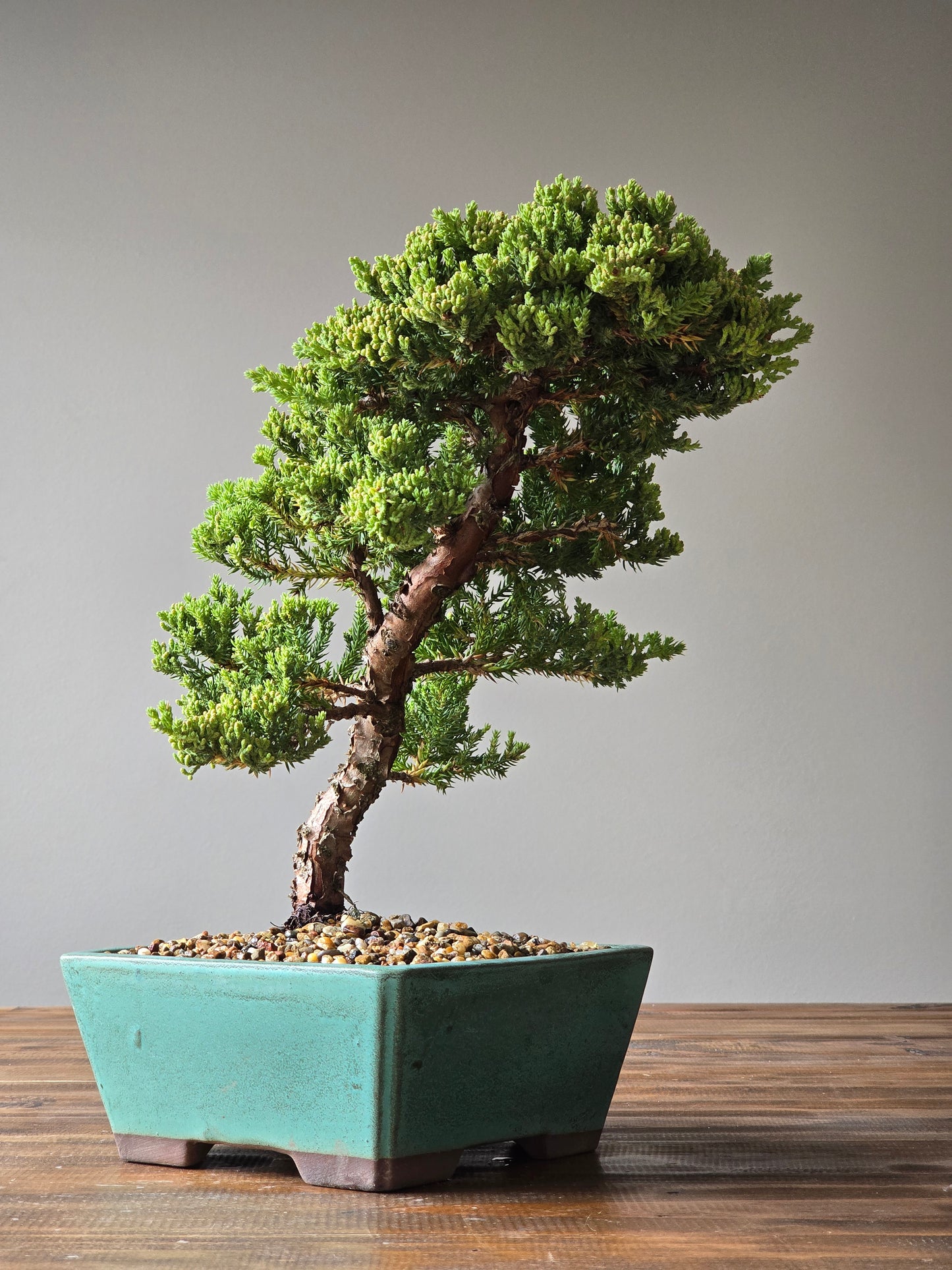 Large Juniper Bonsai