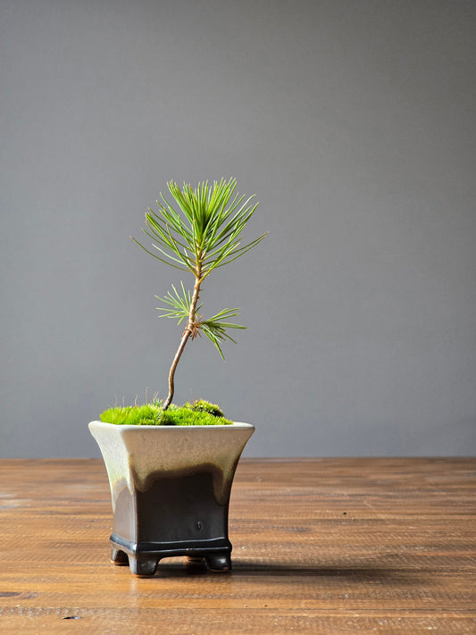Japanese Black Pine Bonsai Starter