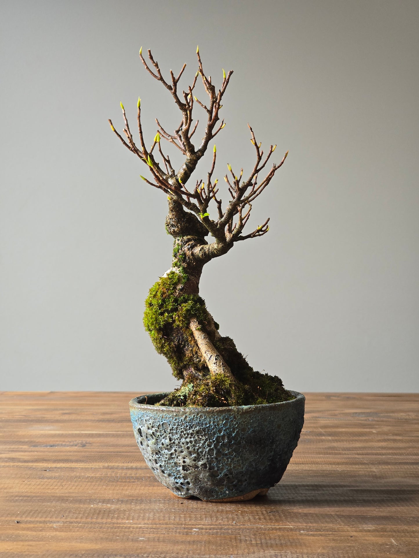 Advanced Ficus Rubiginosa (Port Jackson Fig) Bonsai in handmade pot