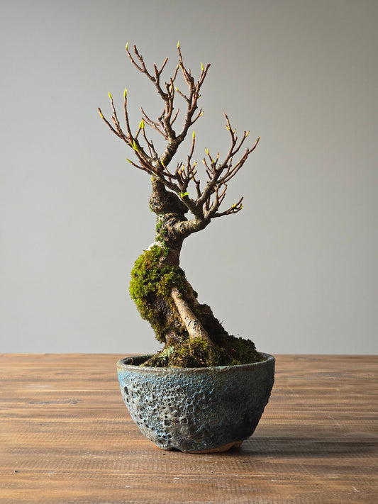 Advanced Ficus Rubiginosa (Port Jackson Fig) Bonsai in handmade pot