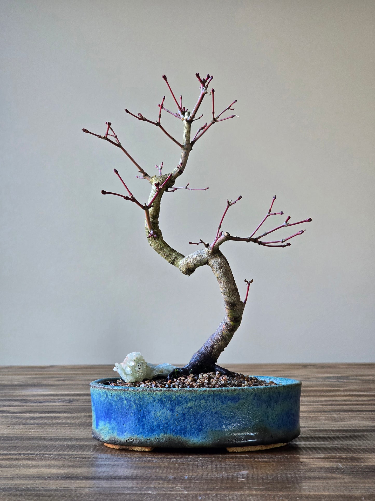 Coral Bark Japanese Maple with handmade pot