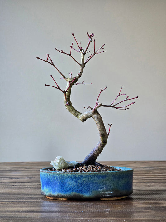 Coral Bark Japanese Maple with handmade pot